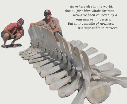 Blue Whale Skeleton Blue Whale Skeleton