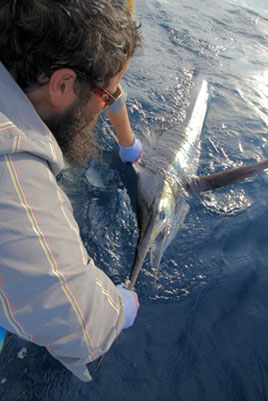 First Marlin First Marlin