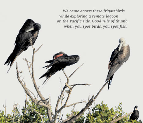 Frigate Birds Frigate Birds
