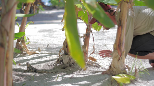 Iguana Hunt