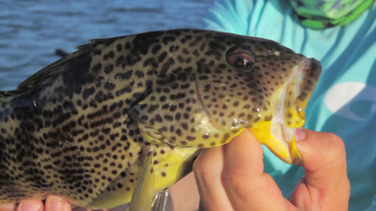 Spotted Bay Bass