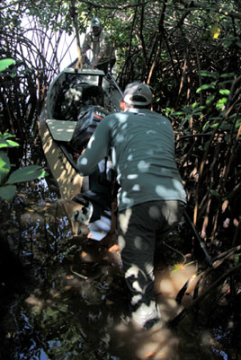Through The Jungle Through The Jungle